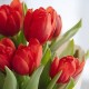 Букет 13 красных тюльпанов