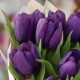 Букет 15 фиолетовых тюльпанов