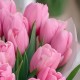 Букет 25 розовых тюльпанов