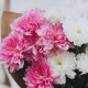 Букет 3 бело-розовые хризантемы