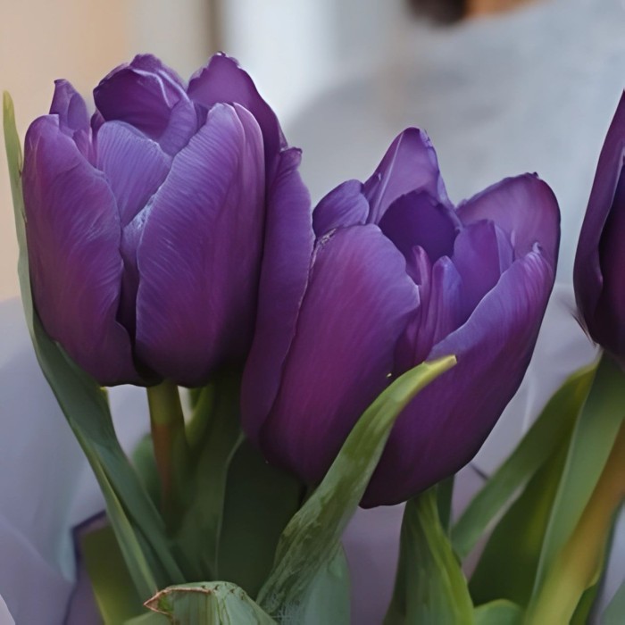 Букет 3 фиолетовых тюльпана
