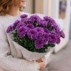 Букет 7 фиолетовых кустовых хризантем