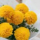 Букет 9 желтых шаровидных хризантем