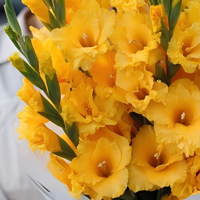 Букет 11 желтых гладиолусов