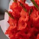 Букет 13 красных гладиолусов