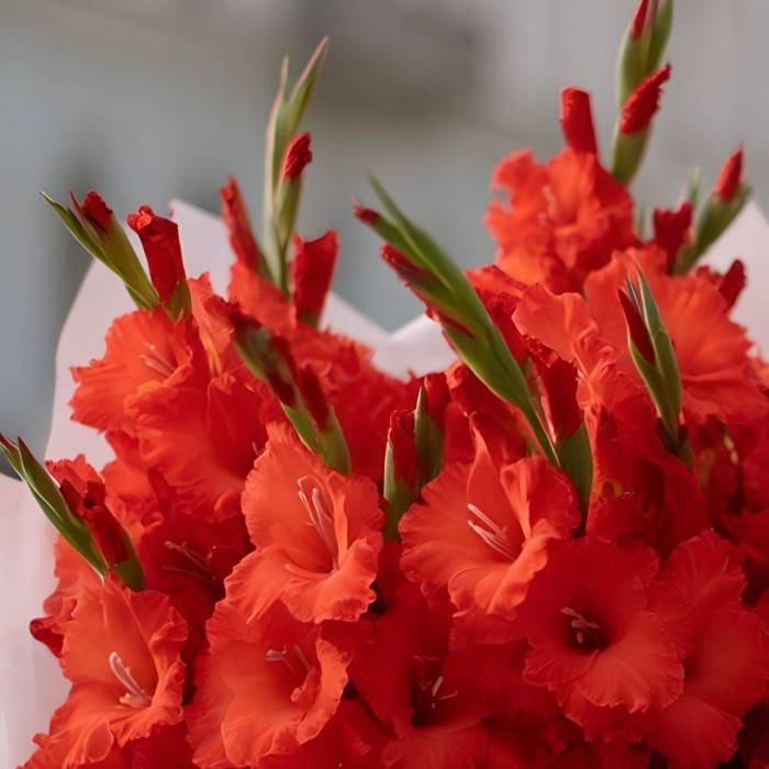 Букет 13 красных гладиолусов