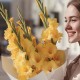 Букет 3 желтых гладиолуса